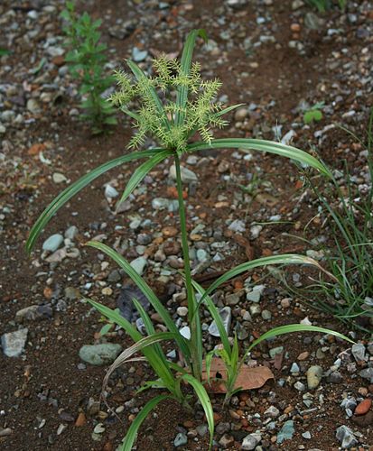 Cyperus odoratus